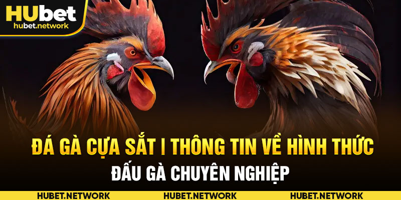 Đá Gà Cựa Sắt | Thông Tin Về Hình Thức Đấu Gà Chuyên Nghiệp