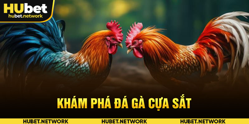 Khám phá về loại hình đá gà cựa sắt 