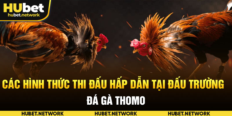 Các hình thức thi đấu hấp dẫn tại đấu trường đá gà Thomo