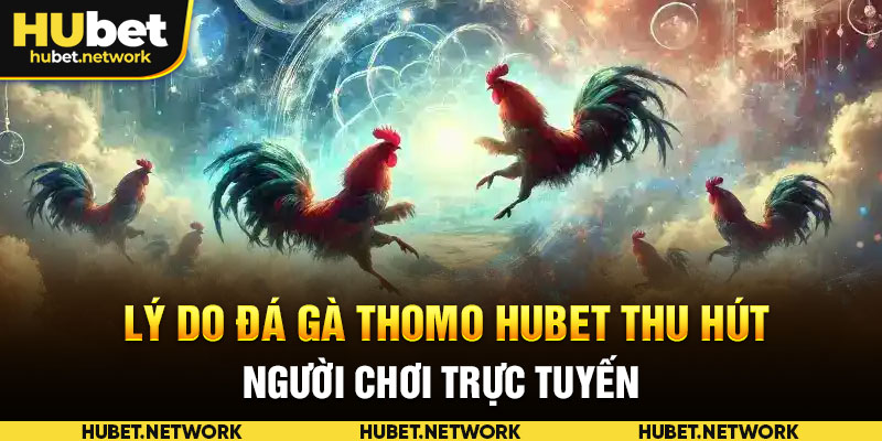 Lý do đá gà Thomo HUBET thu hút người chơi trực tuyến